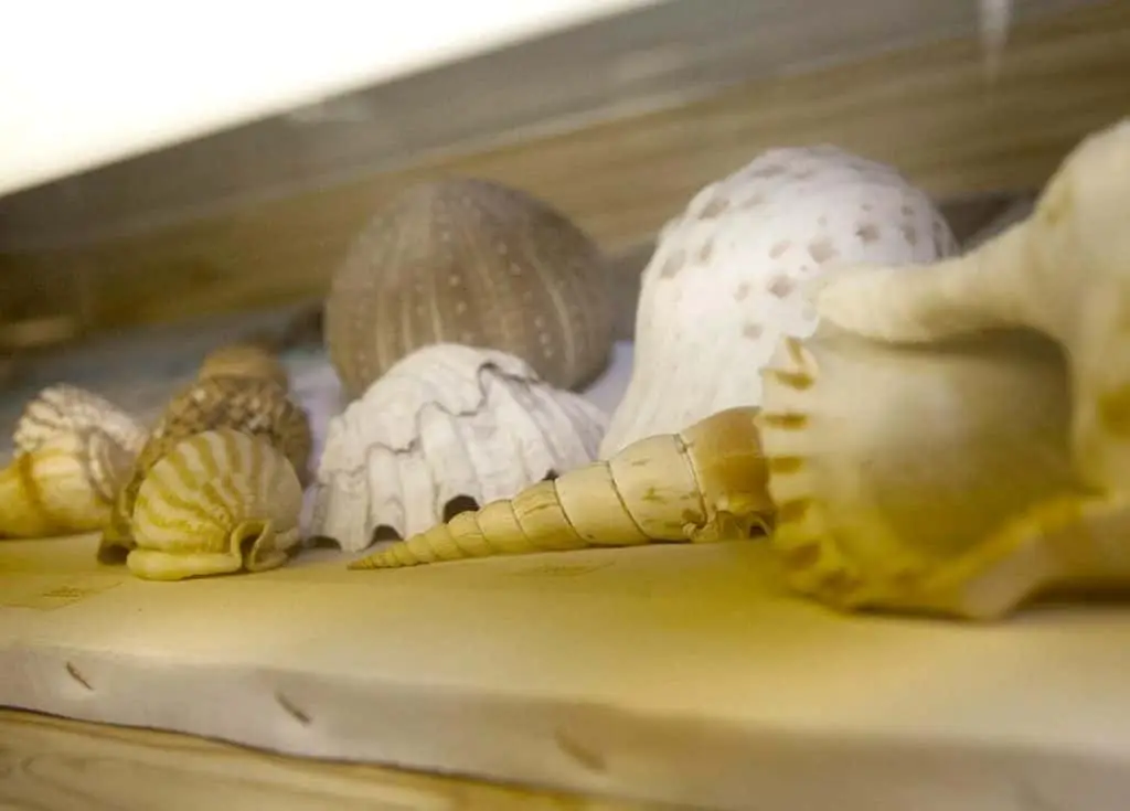 Teca con conchiglie-Museo di Bellaria