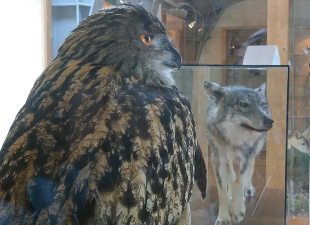 Museo Naturalistico Parco Sasso Simone e Simoncello