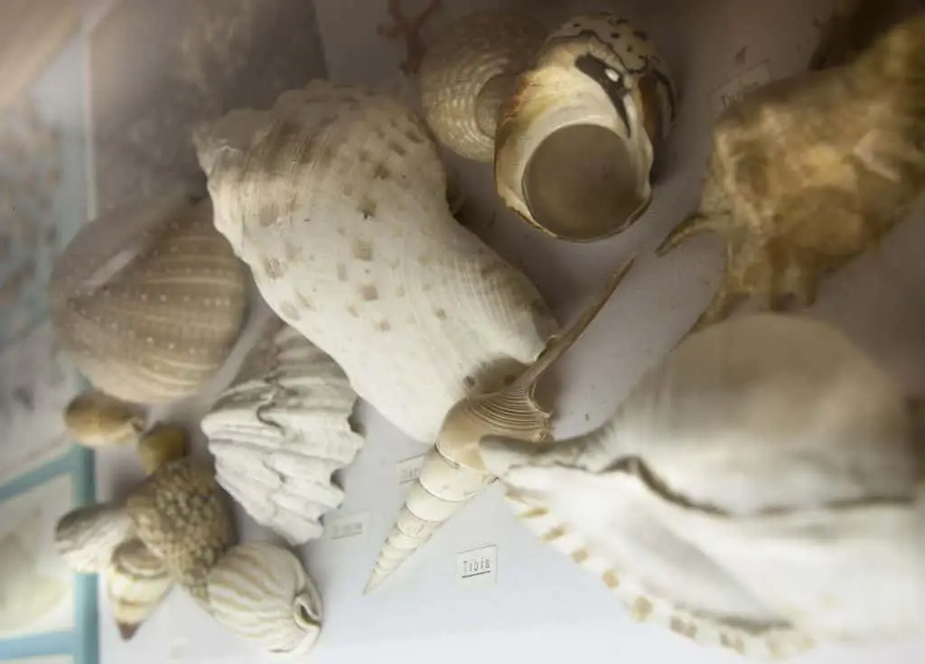 Museo delle conchiglie
