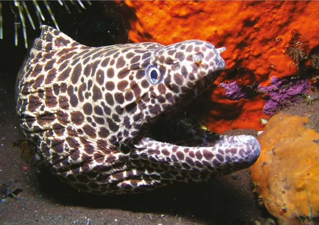 Vasca con pesce colorato