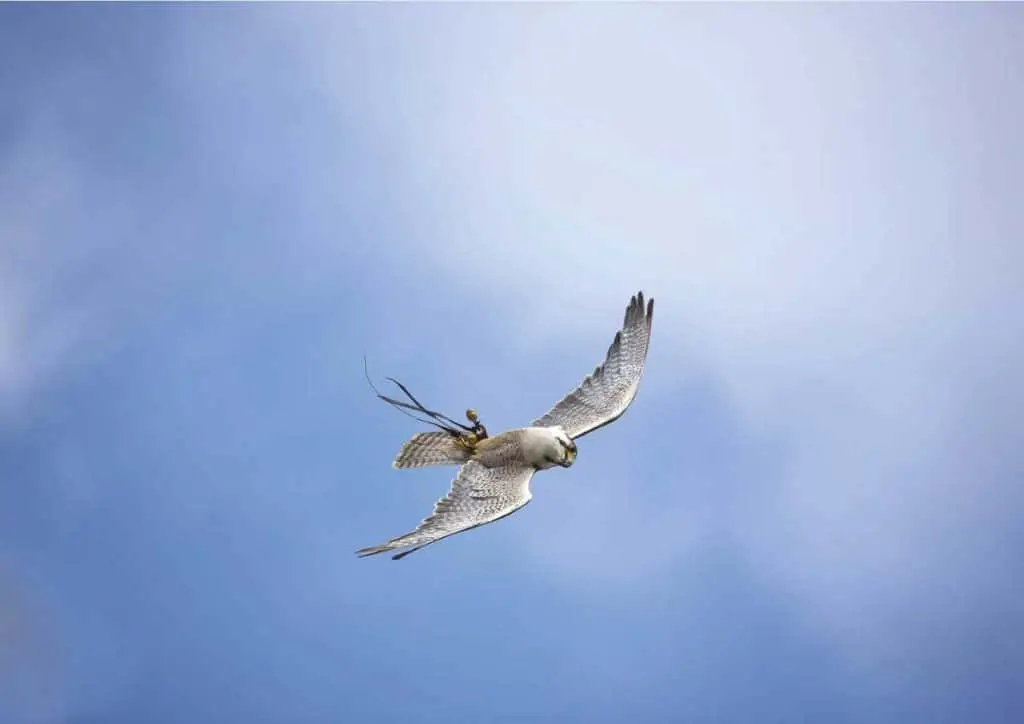 Rapace in volo