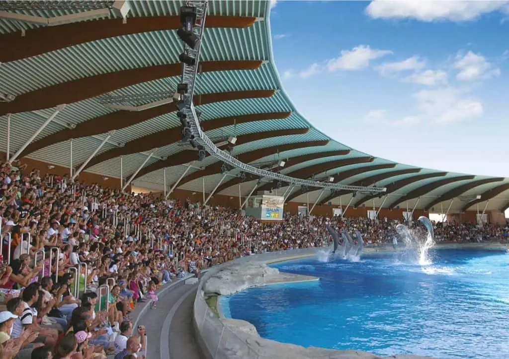 Spettacolo di delfini in piscina