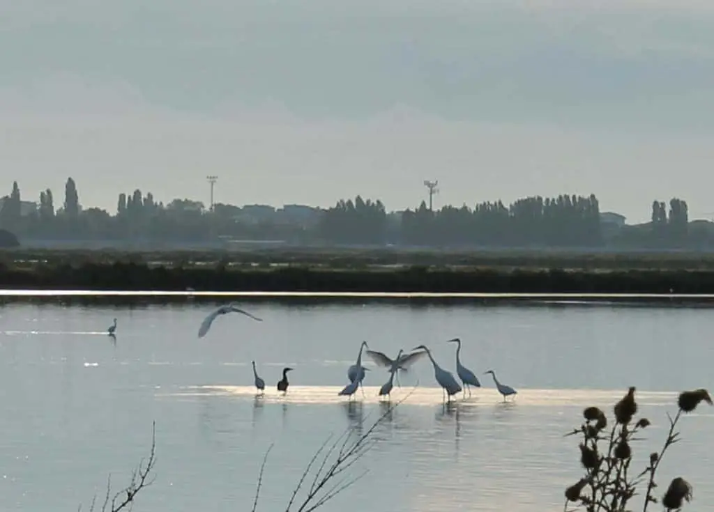 Saline di Cervia