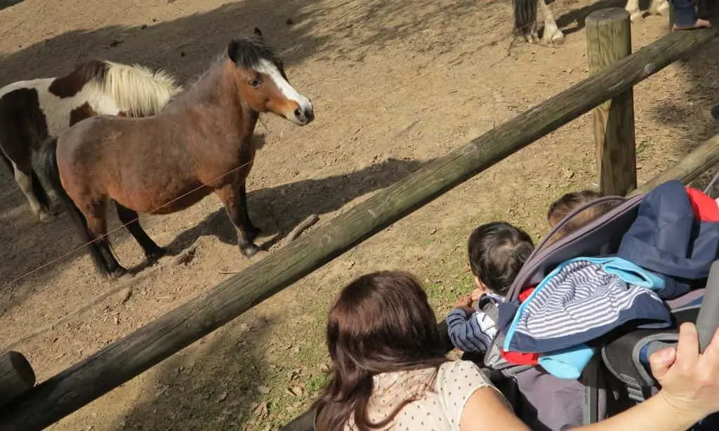 famiglia al recinto dei pony