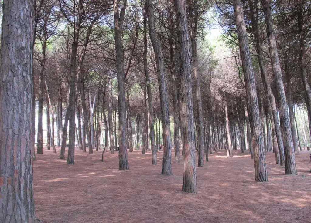 Pineta di Cervia