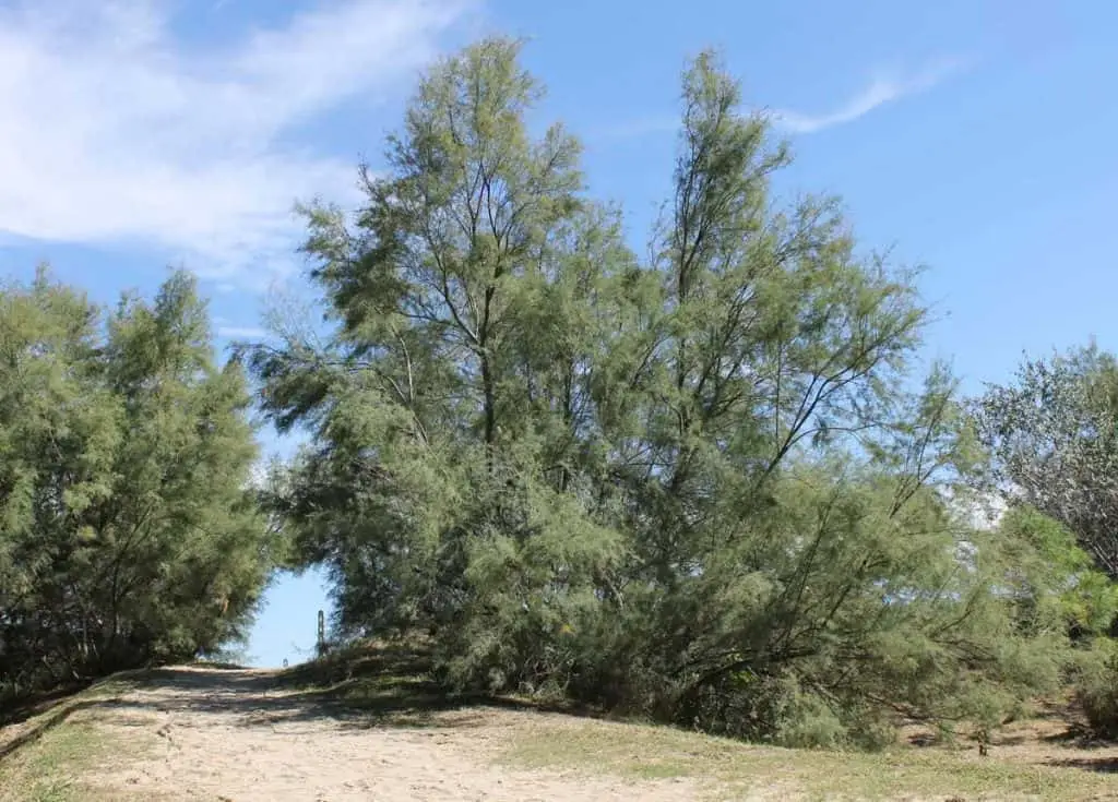 Pineta di Cervia
