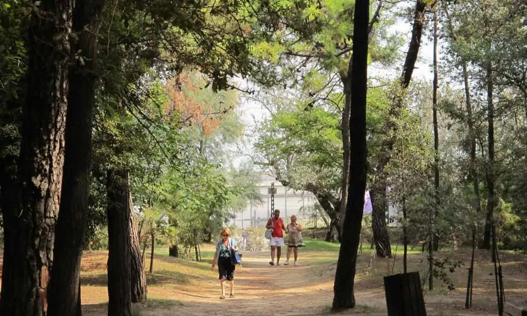 Pineta di Cervia