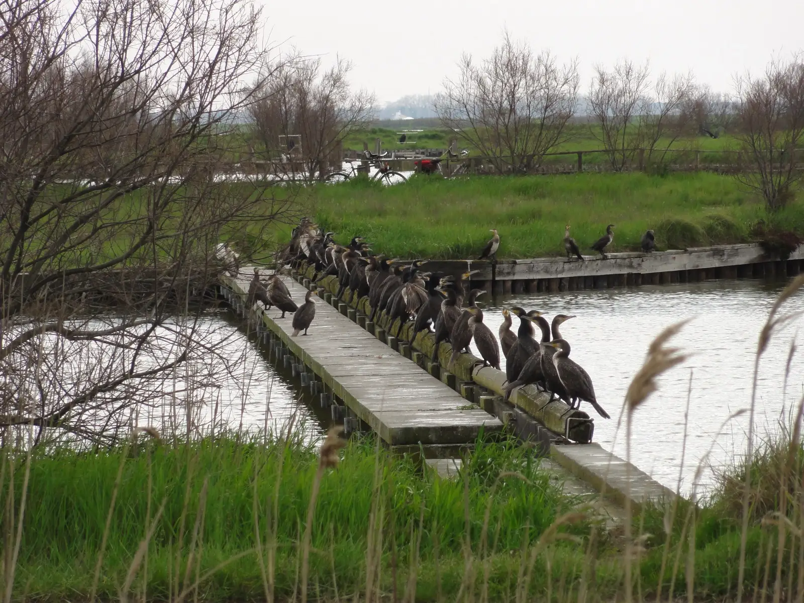 Una fila di cormorani appollaiati su un tronco nelle Valli di Comacchio