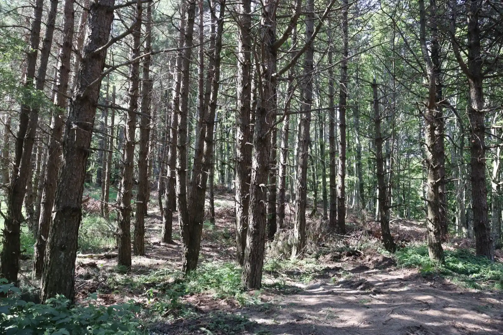 Bosco fitto di faggi al valico Tre Faggi nel Parco delle Foreste Casentinesi