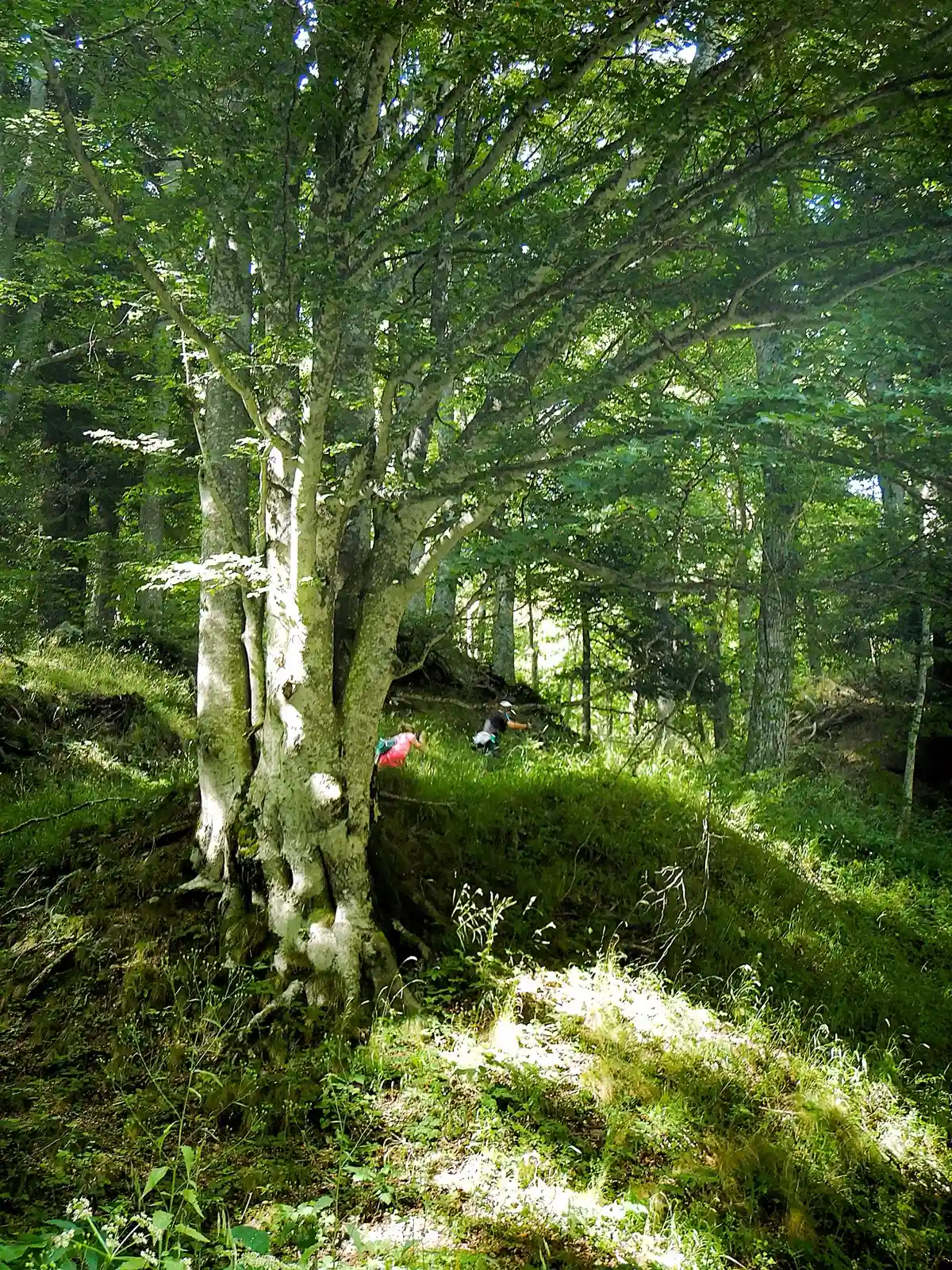 Sentiero nel bosco delle Foreste Casentinesi con luce che filtra tra gli alberi