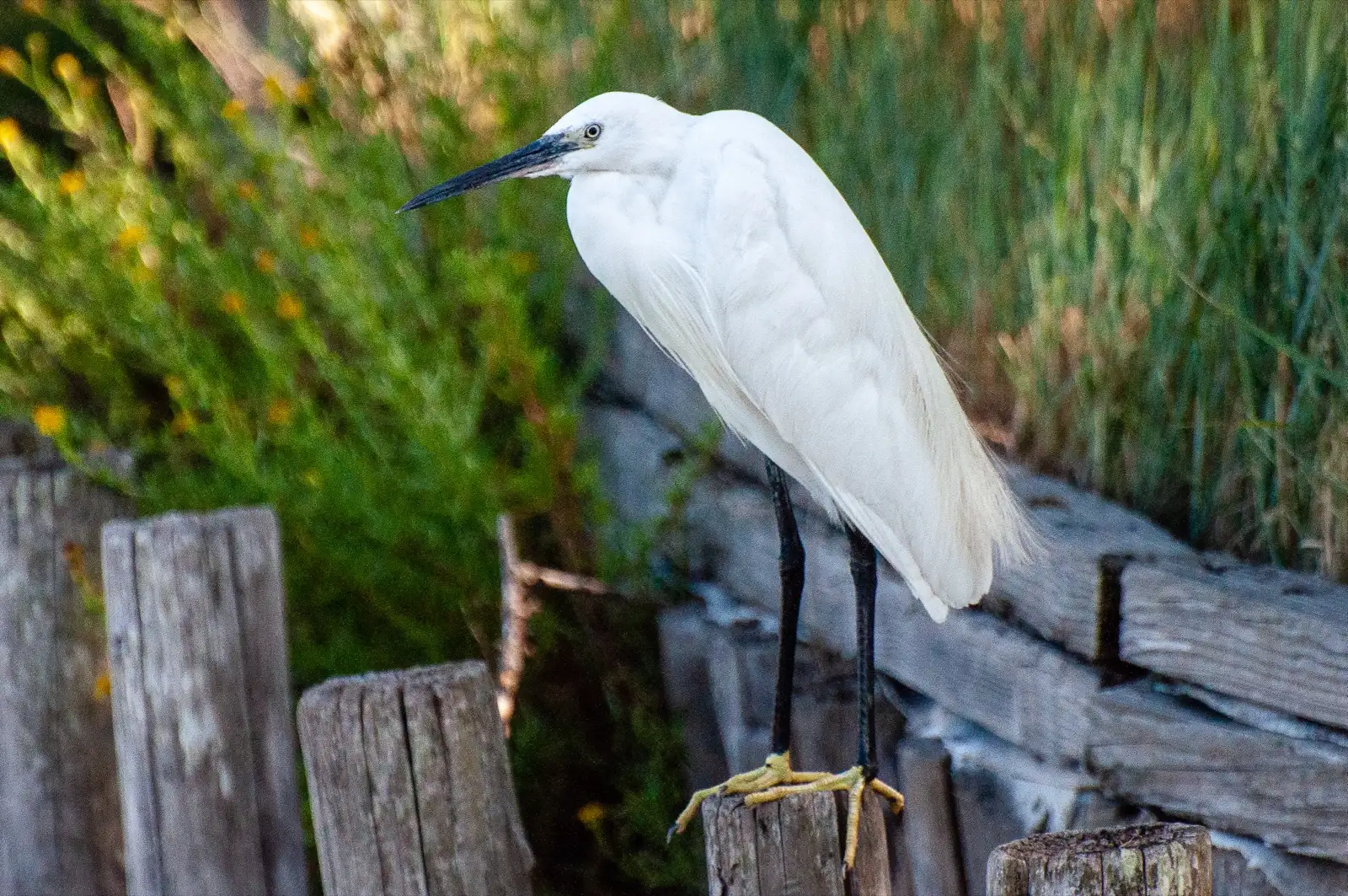 Una garzetta bianca tra i canneti del Parco del Delta del Po