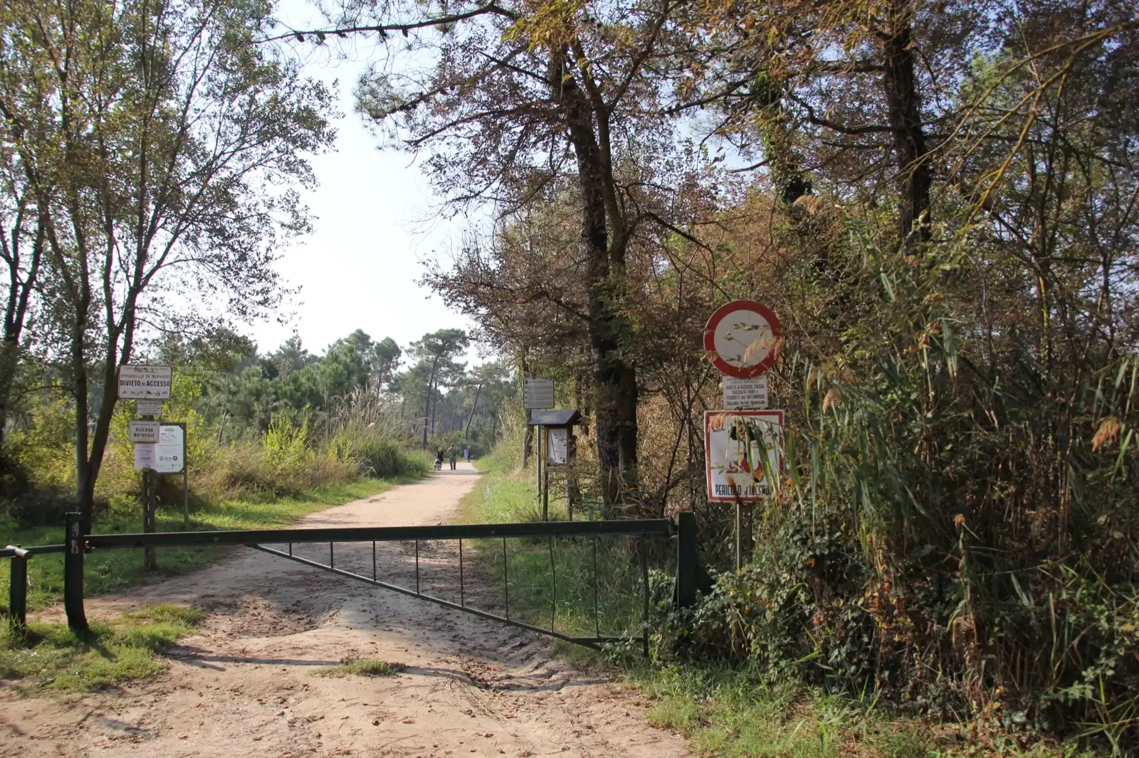 Sentiero tra i pini della pineta di Classe, vicino a Ravenna