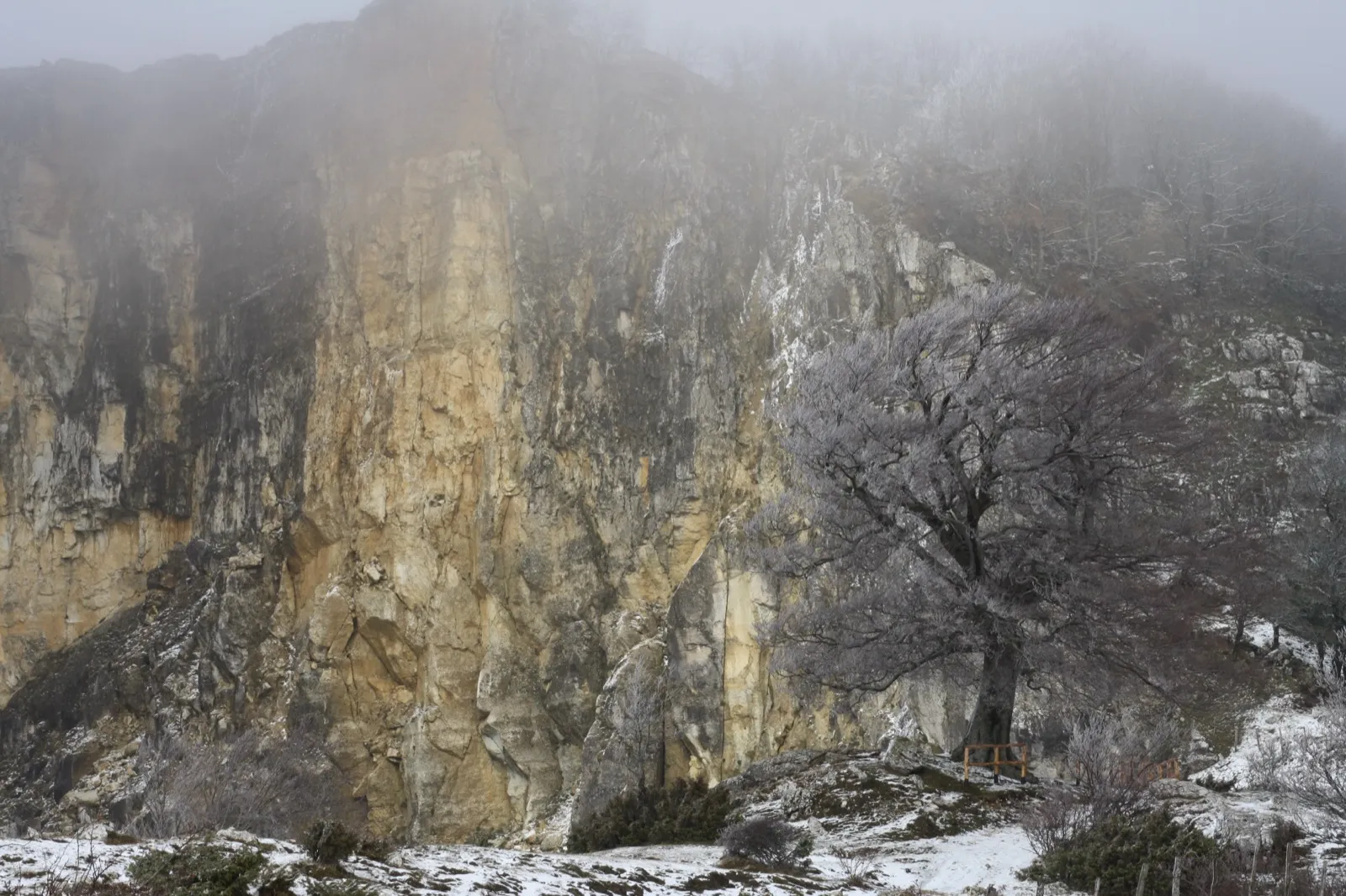 Un grande faggio innevato nel Parco del Sasso Simone e Simoncello in inverno