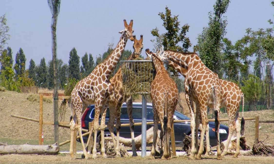 zoo safari ravenna convenzioni